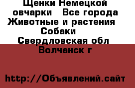 Щенки Немецкой овчарки - Все города Животные и растения » Собаки   . Свердловская обл.,Волчанск г.